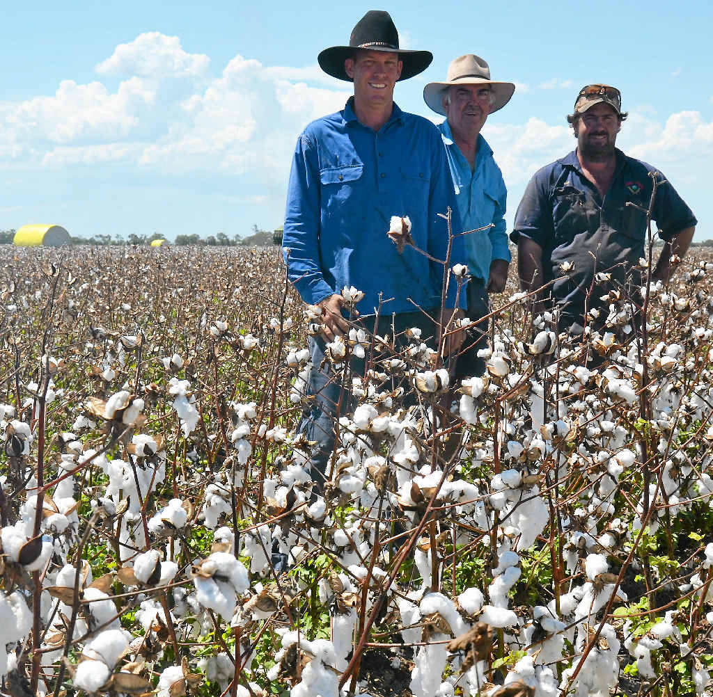 IN THE THICK OF IT: Aaron and Denis Kiely with Sam Dawson from Deneliza Downs kicked off the cotton picking season on Wednesday. IN THE THICK OF IT: Aaron and Denis Kiely with Sam Dawson from Deneliza Downs kicked off the cotton picking season on Wednesday.